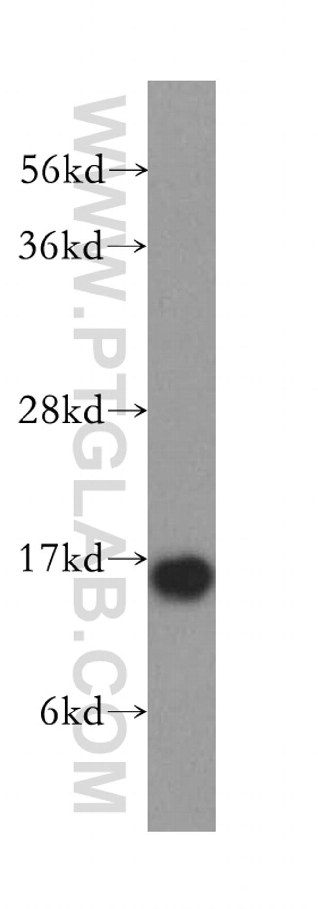 FABP3 Antibody in Western Blot (WB)