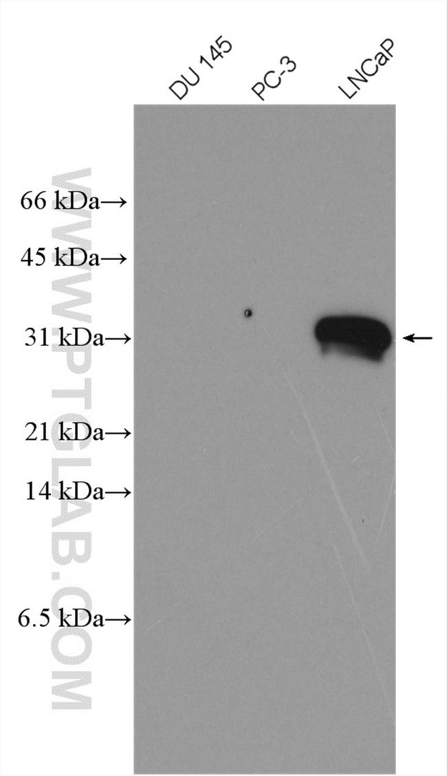 KLK3/PSA Antibody in Western Blot (WB)