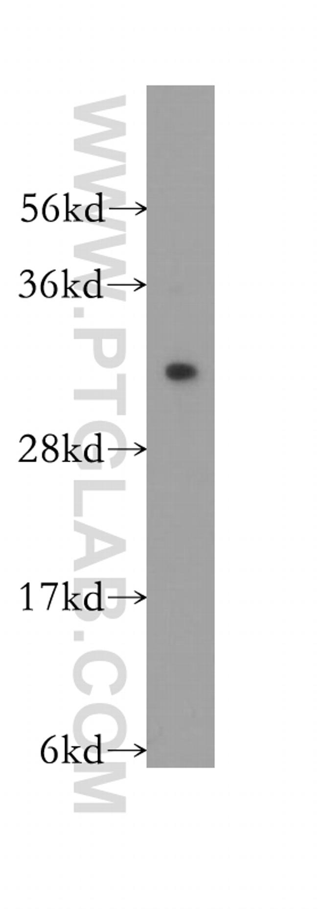 TNFSF13 Antibody in Western Blot (WB)