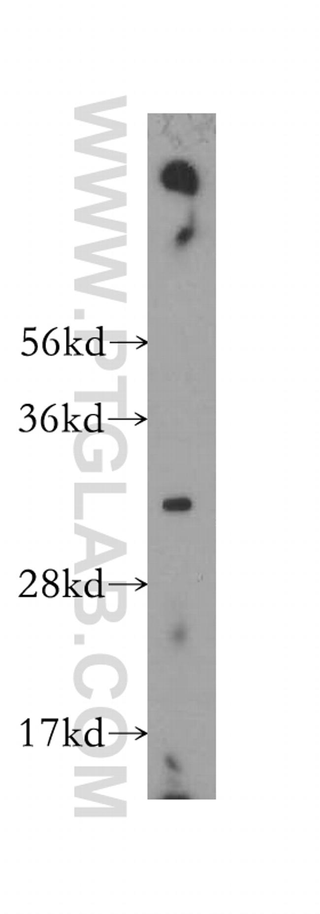 TNFSF13 Antibody in Western Blot (WB)