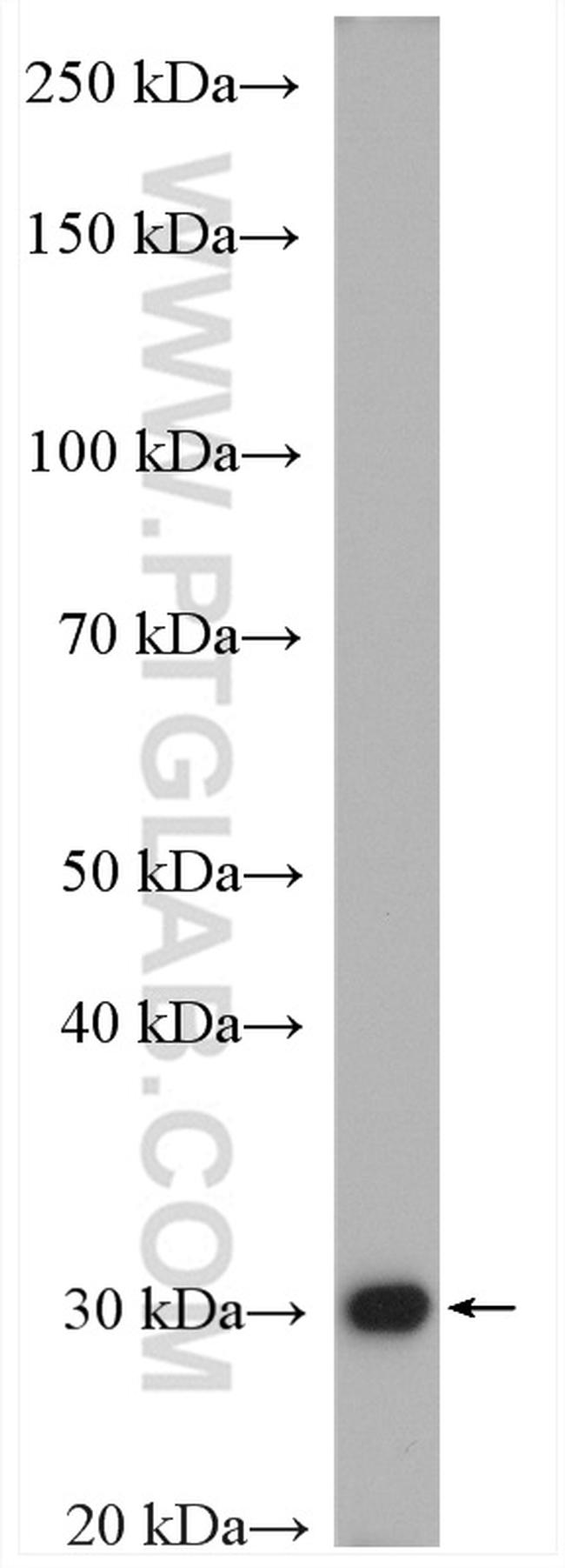 TPMT Antibody in Western Blot (WB)