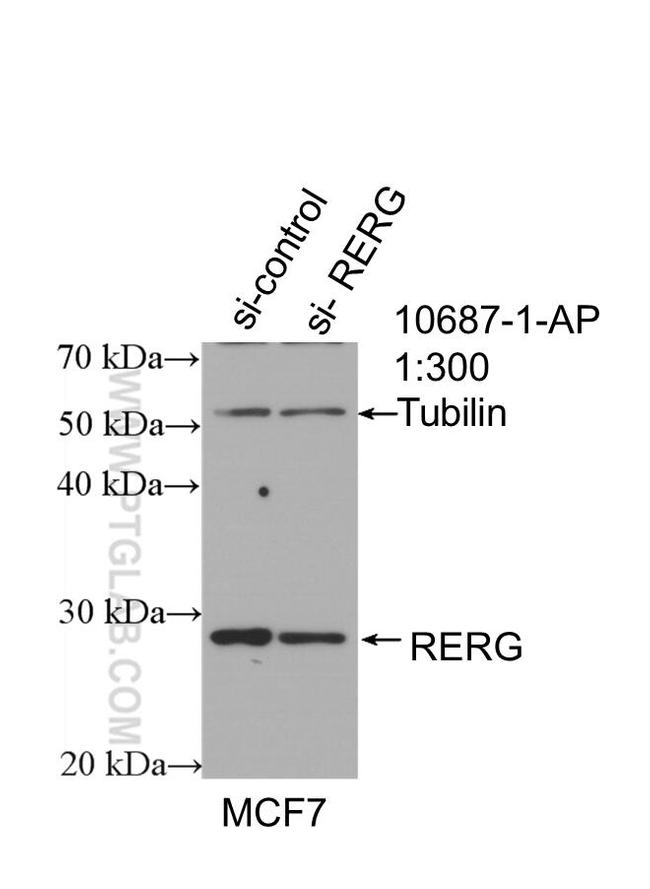 RERG Antibody in Western Blot (WB)