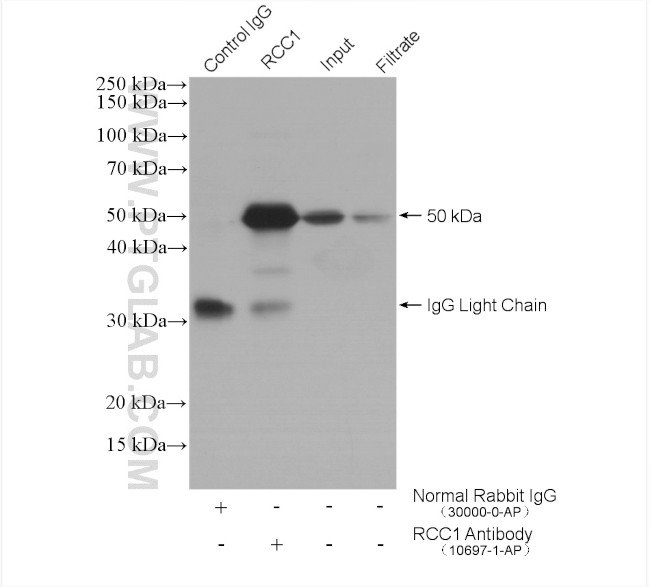 RCC1 Antibody in Immunoprecipitation (IP)