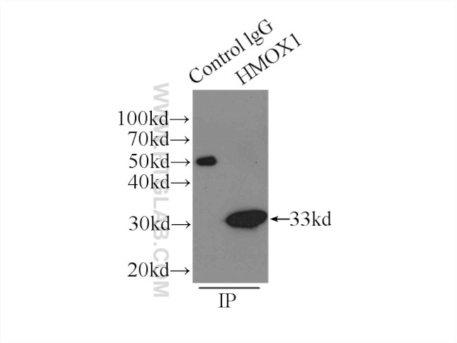 HO-1/HMOX1 Antibody in Immunoprecipitation (IP)
