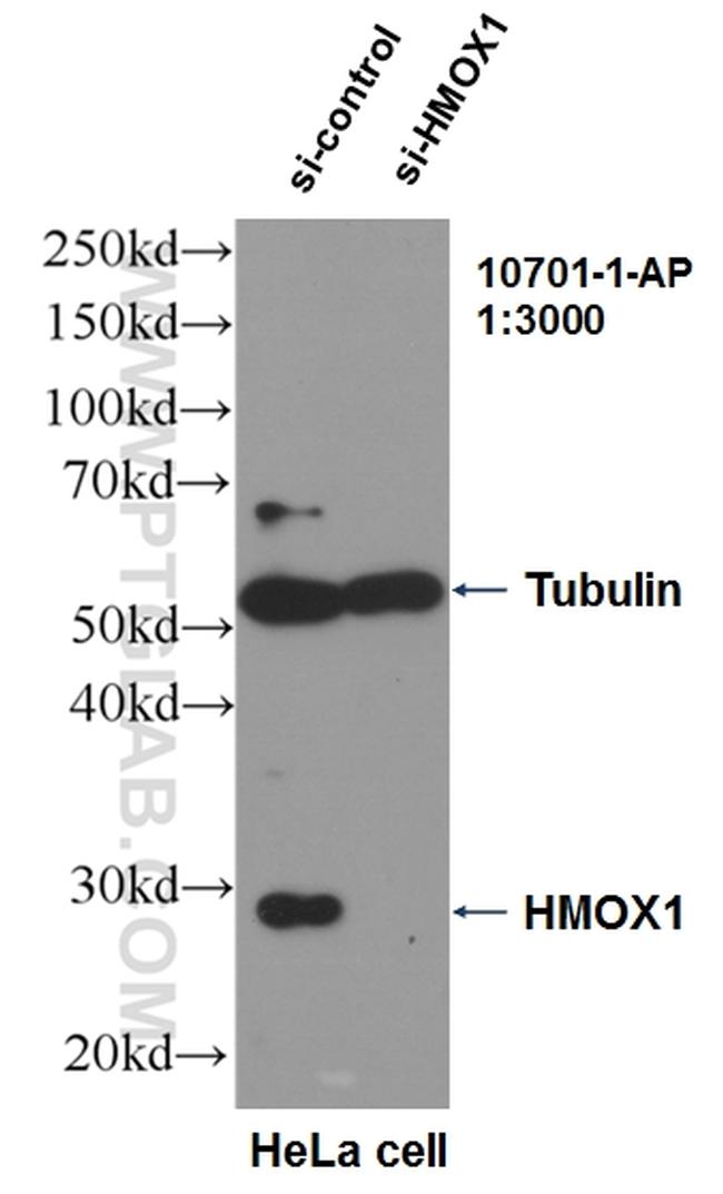 HO-1/HMOX1 Antibody in Western Blot (WB)