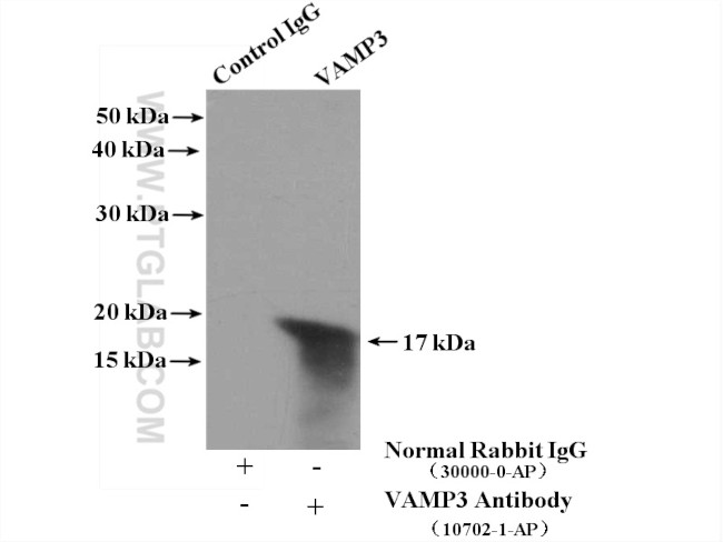 VAMP3/Cellubrevin Antibody in Immunoprecipitation (IP)