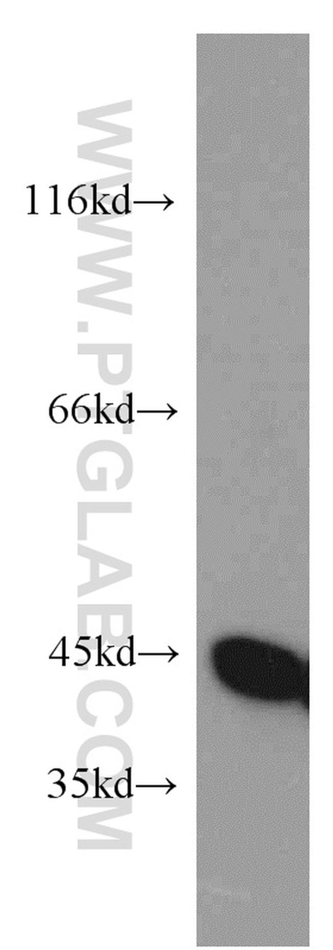 NELFE Antibody in Western Blot (WB)