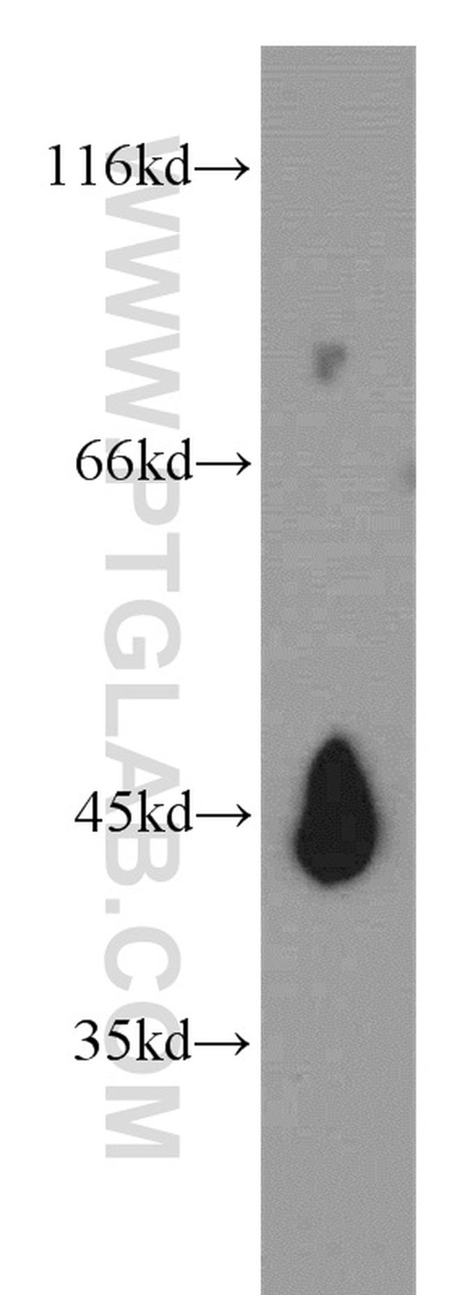 NELFE Antibody in Western Blot (WB)