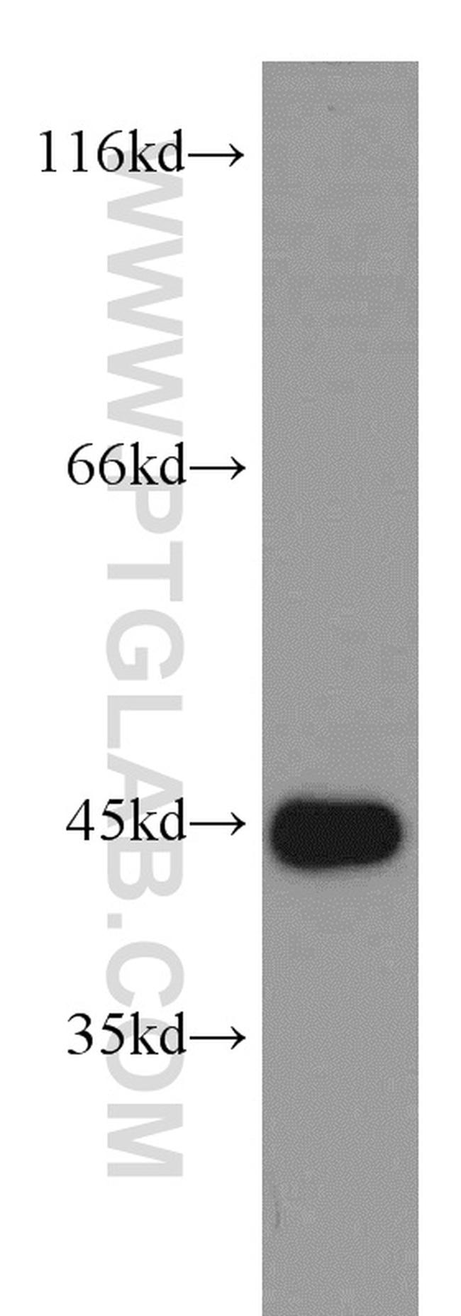 NELFE Antibody in Western Blot (WB)