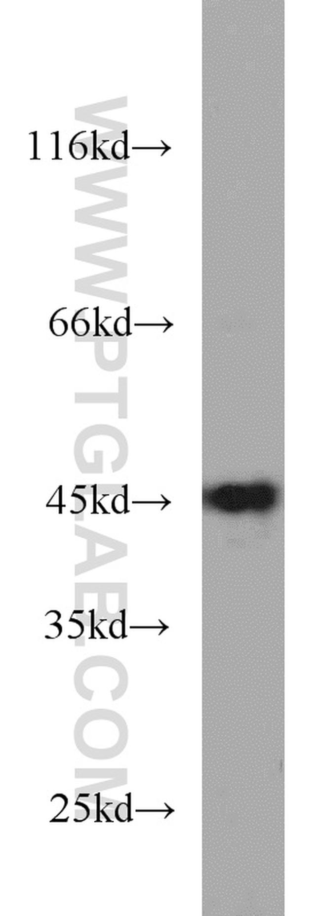 NELFE Antibody in Western Blot (WB)