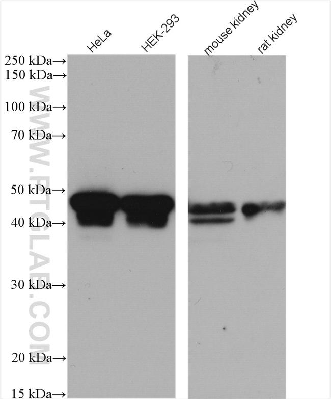 NELFE Antibody in Western Blot (WB)