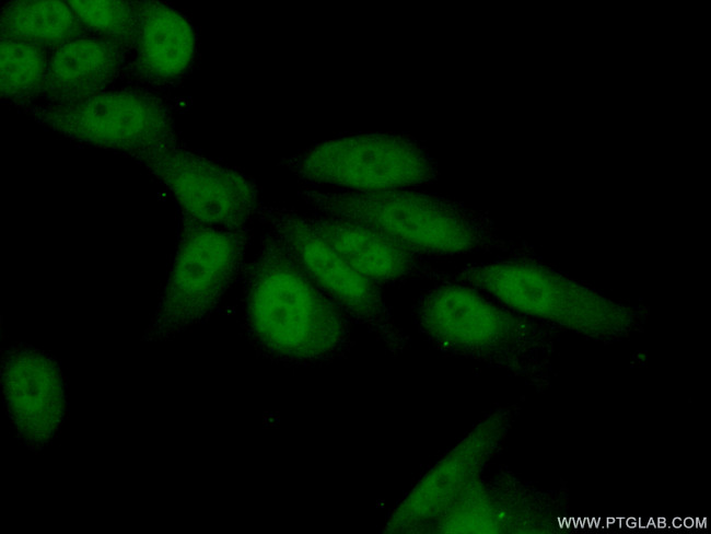 NELFE Antibody in Immunocytochemistry (ICC/IF)