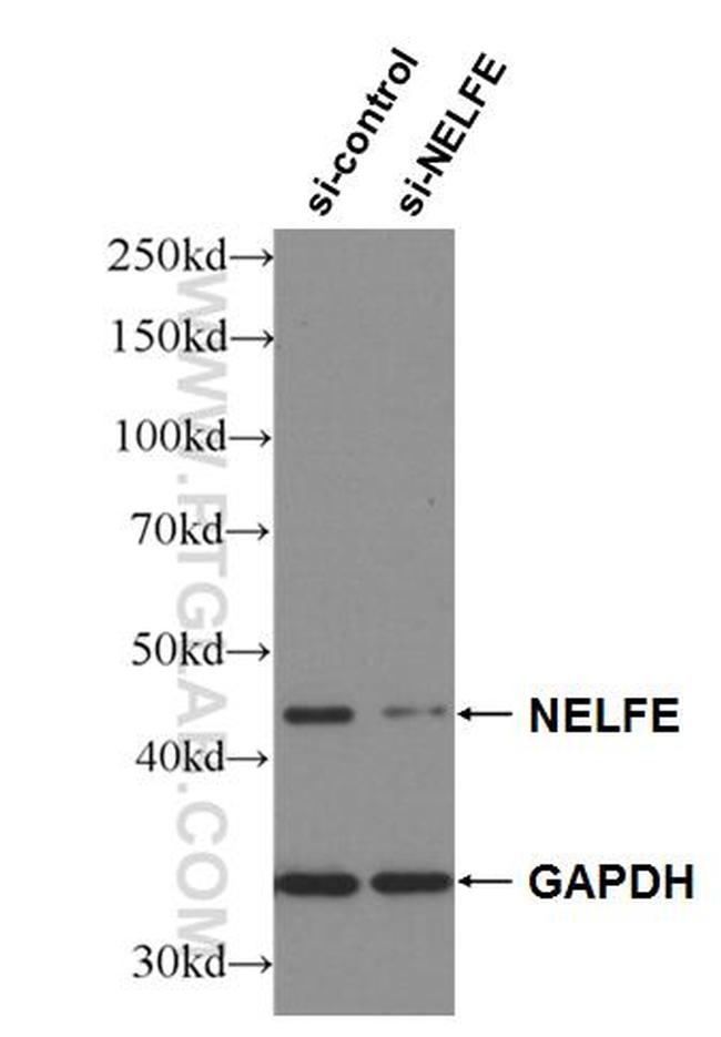 NELFE Antibody in Western Blot (WB)