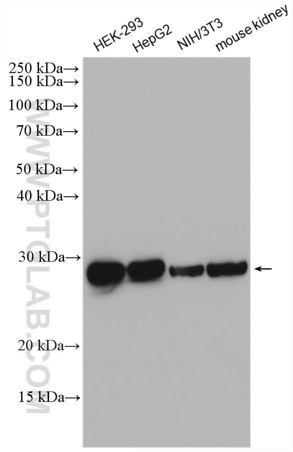 TPI1 Antibody in Western Blot (WB)