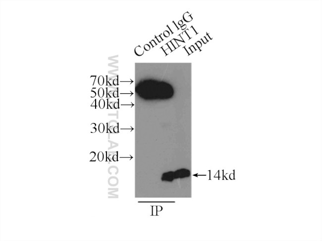 HINT1 Antibody in Immunoprecipitation (IP)