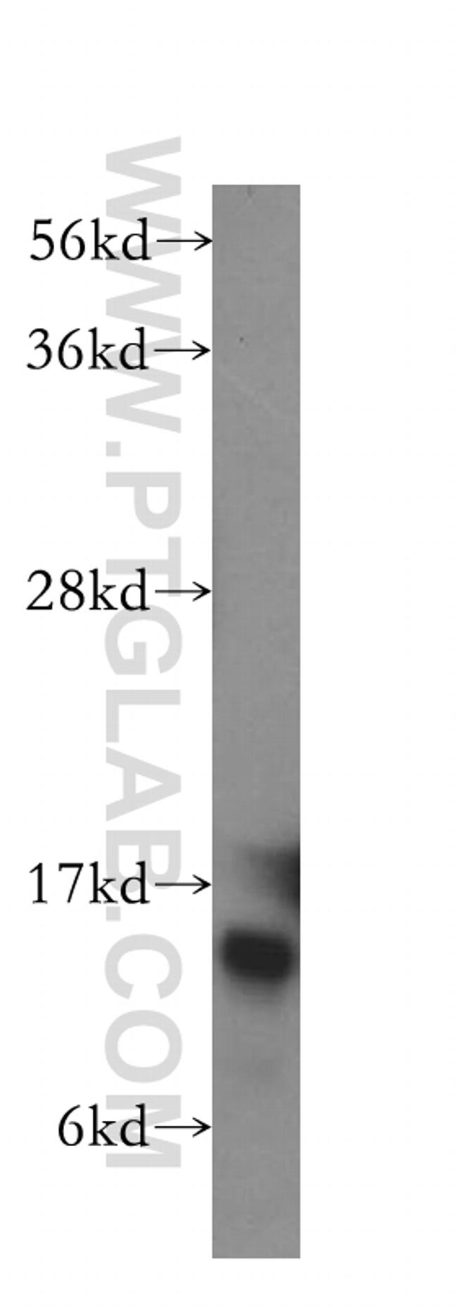 HINT1 Antibody in Western Blot (WB)