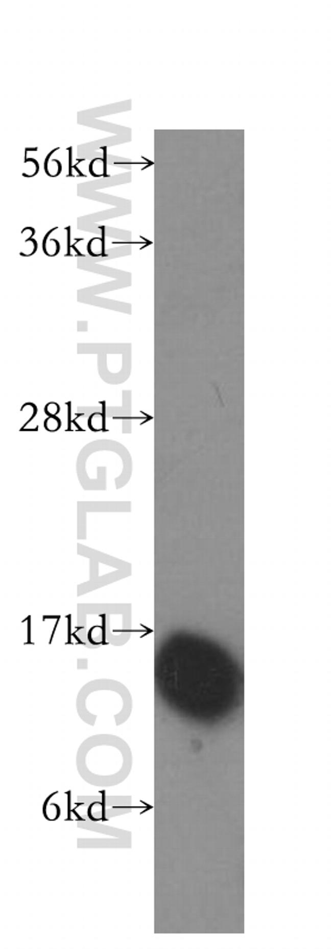 HINT1 Antibody in Western Blot (WB)