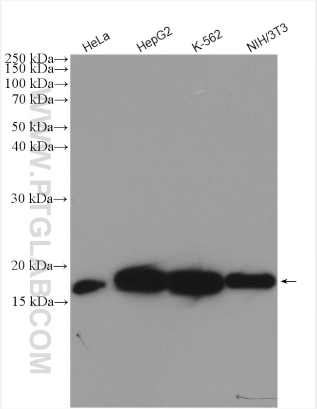 Cyclophilin A Antibody in Western Blot (WB)