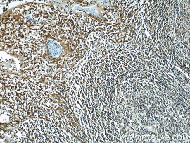 Cyclophilin A Antibody in Immunohistochemistry (Paraffin) (IHC (P))