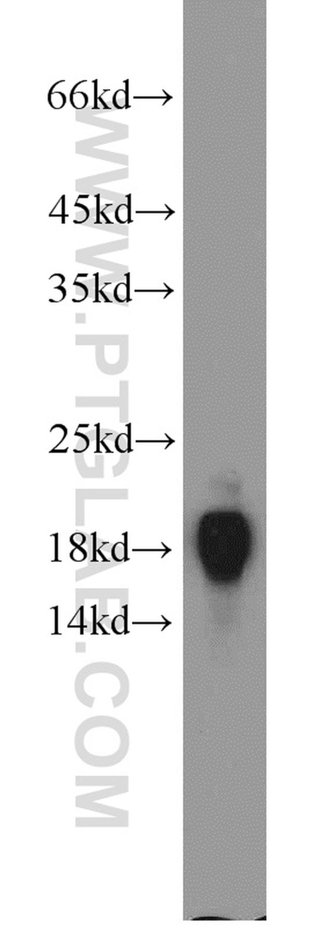 Cyclophilin A Antibody in Western Blot (WB)