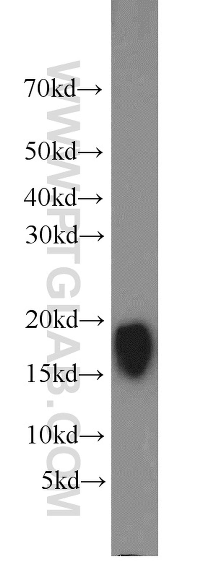 Cyclophilin A Antibody in Western Blot (WB)