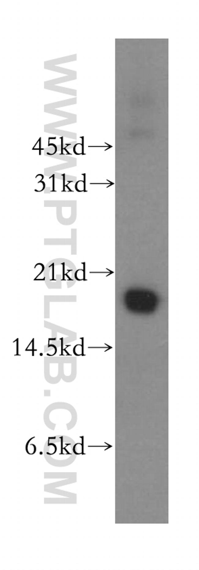 Cyclophilin A Antibody in Western Blot (WB)