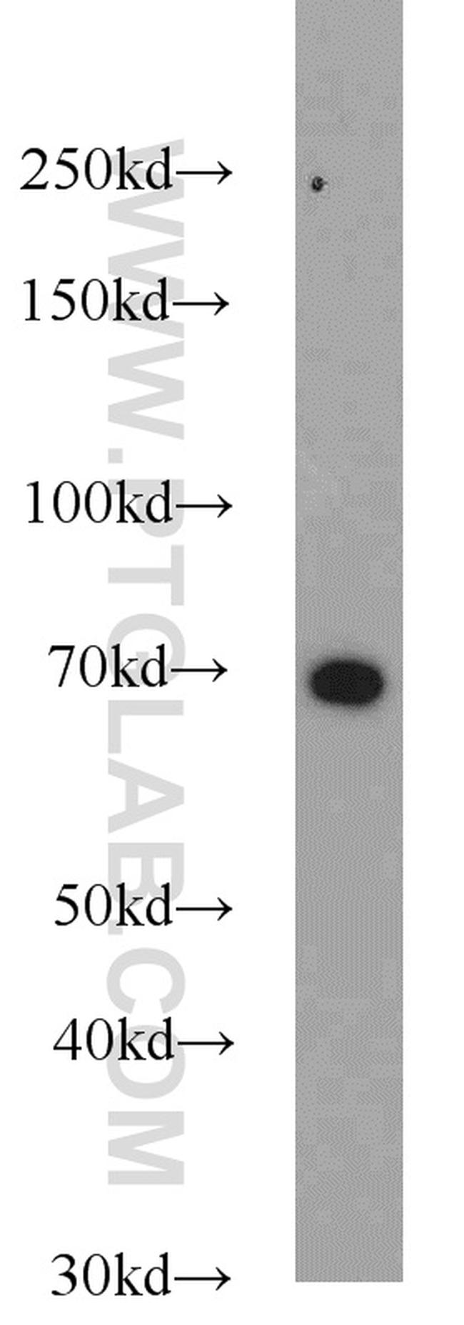 KU70 Antibody in Western Blot (WB)