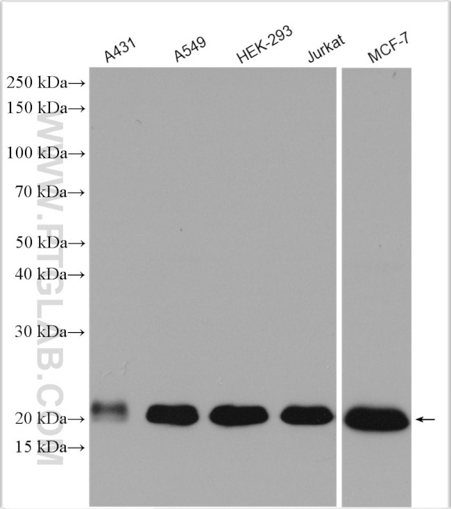 NRAS Antibody in Western Blot (WB)