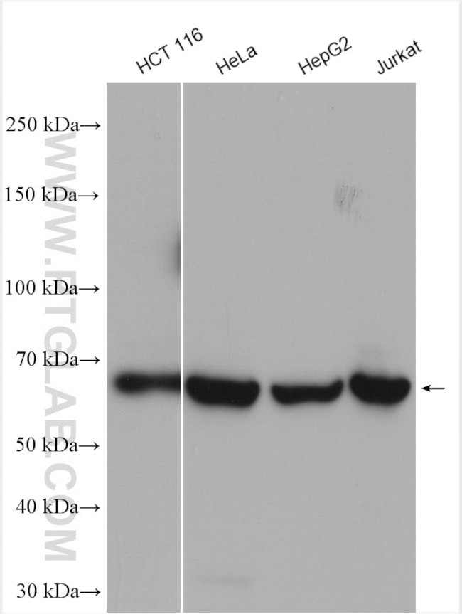 ATIC Antibody in Western Blot (WB)