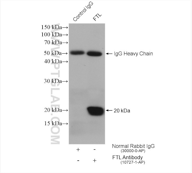 Ferritin light chain Antibody in Immunoprecipitation (IP)