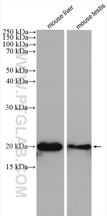 Ferritin light chain Antibody in Western Blot (WB)