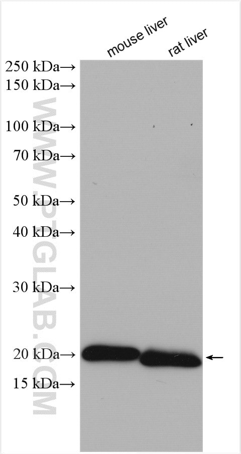 Ferritin light chain Antibody in Western Blot (WB)
