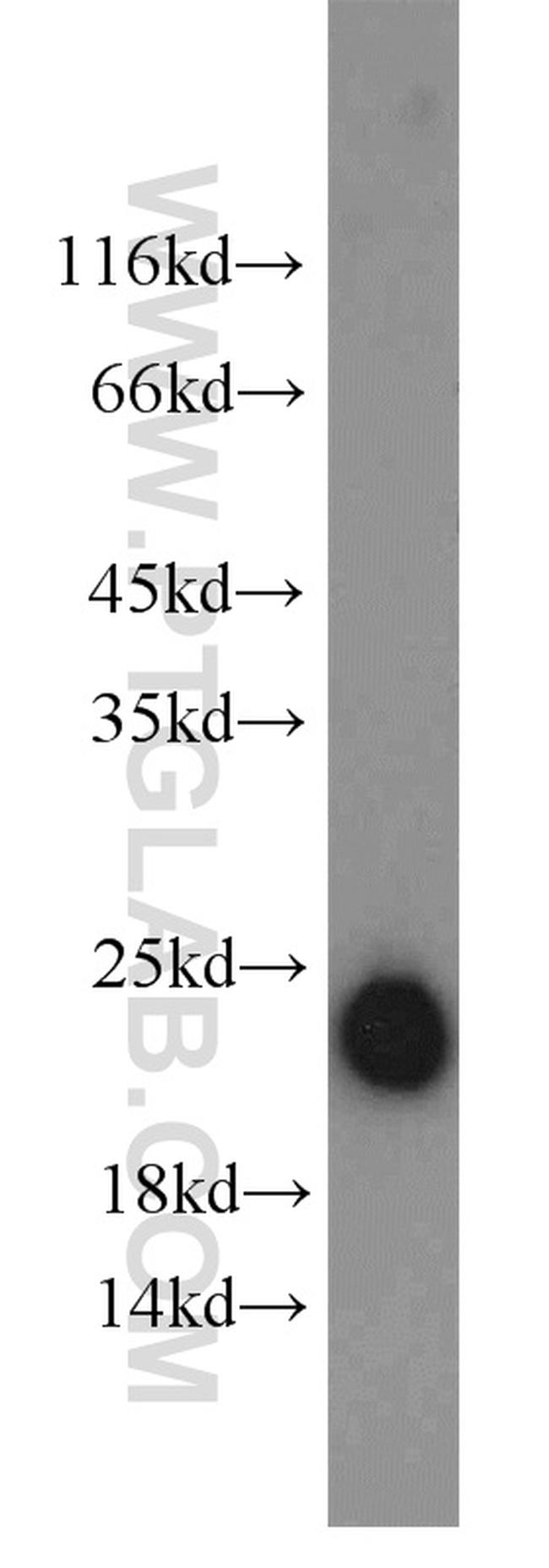 Ferritin light chain Antibody in Western Blot (WB)