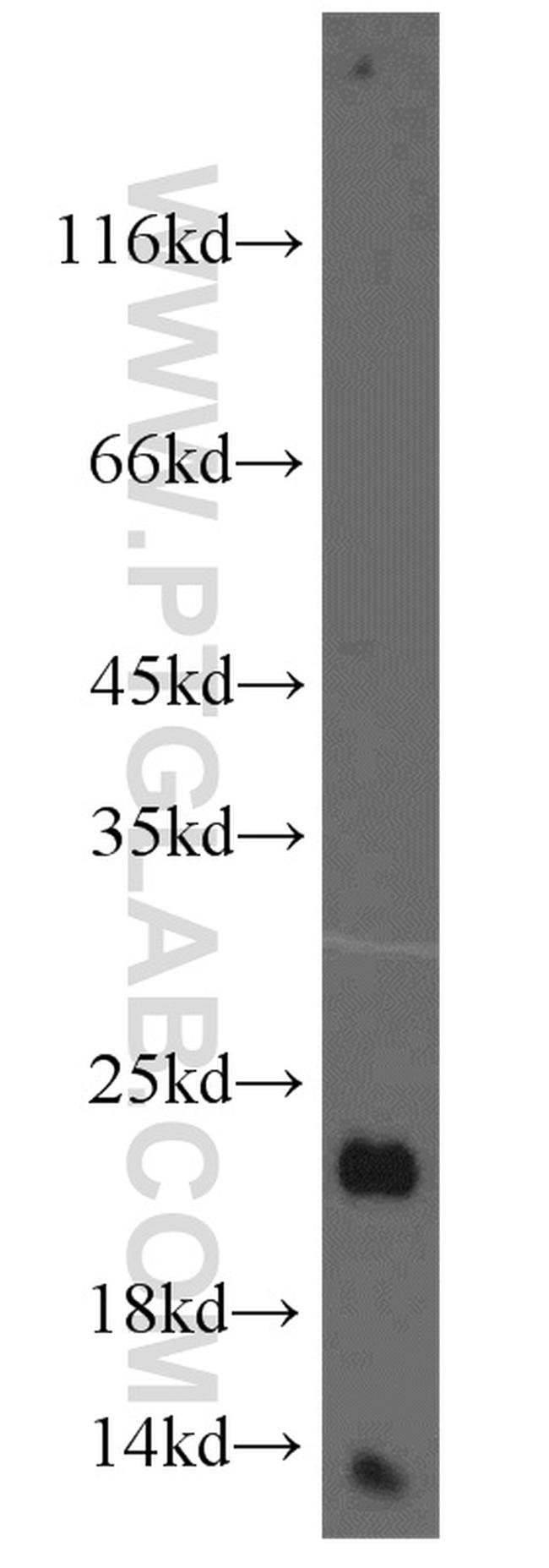 Ferritin light chain Antibody in Western Blot (WB)