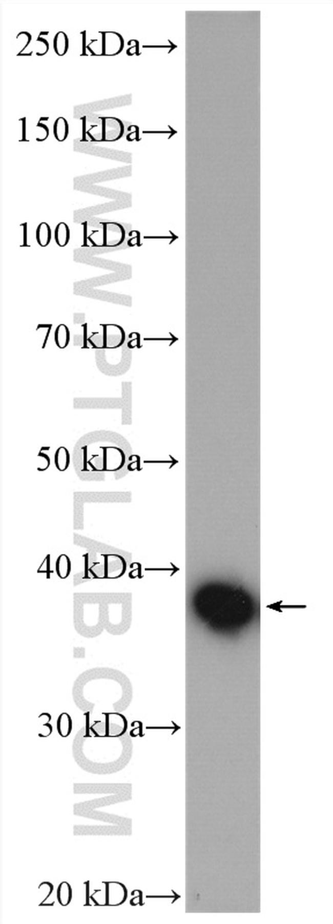 AKR7A2 Antibody in Western Blot (WB)