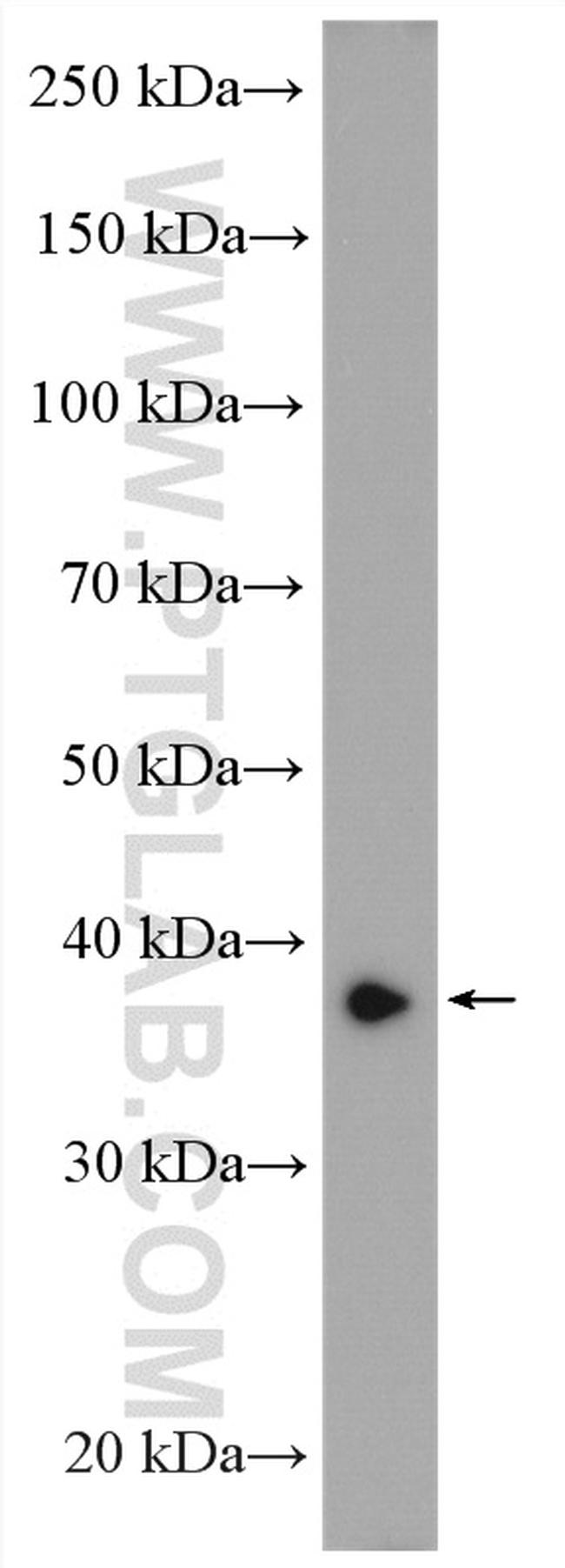 AKR7A2 Antibody in Western Blot (WB)