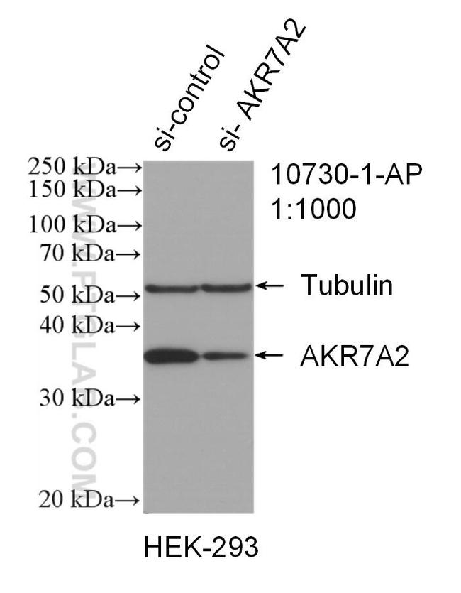 AKR7A2 Antibody in Western Blot (WB)