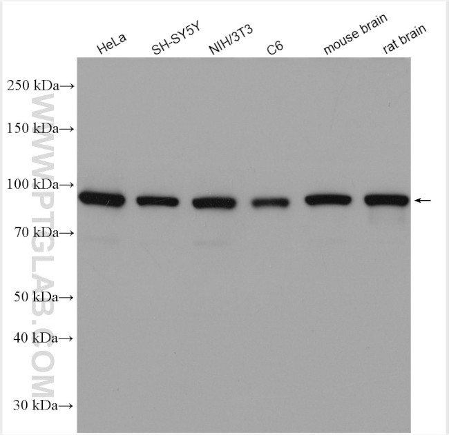 VCP Antibody in Western Blot (WB)