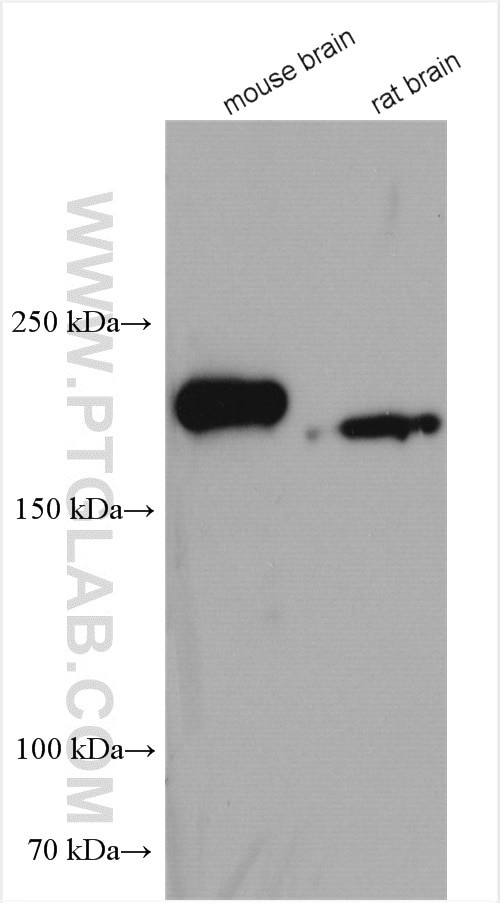 RTN4/NOGO Antibody in Western Blot (WB)