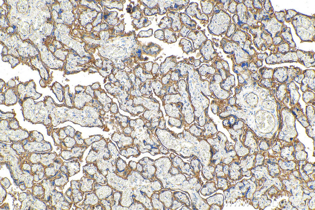 CD59 Antibody in Immunohistochemistry (Paraffin) (IHC (P))