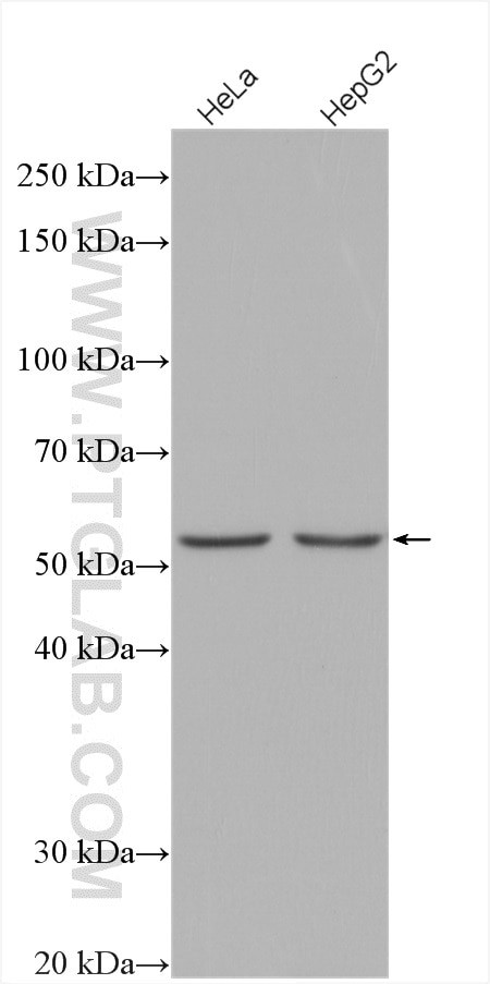 LKB1 Antibody in Western Blot (WB)