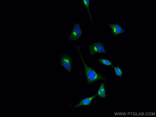 GRASP65/GORASP1 Antibody in Immunocytochemistry (ICC/IF)