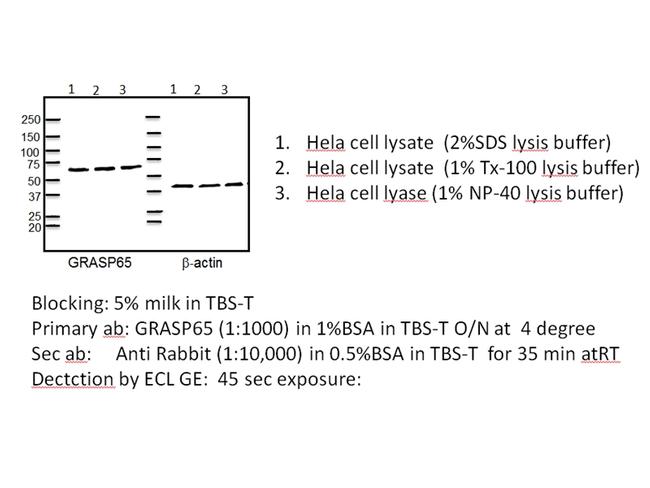 GRASP65/GORASP1 Antibody in Western Blot (WB)