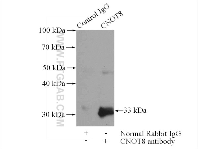 CNOT8 Antibody in Immunoprecipitation (IP)