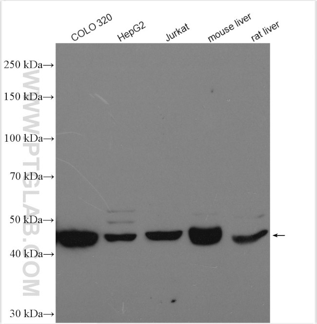 AHCY Antibody in Western Blot (WB)