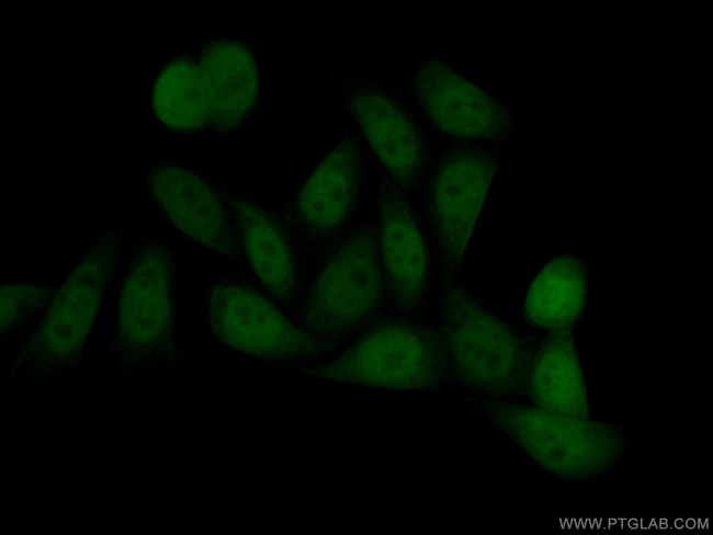 CDK1 Antibody in Immunocytochemistry (ICC/IF)