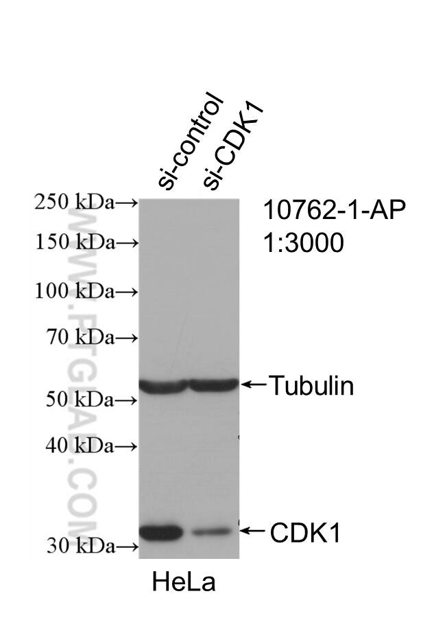 CDK1 Antibody in Western Blot (WB)