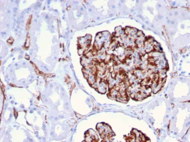 Nestin Antibody in Immunohistochemistry (Paraffin) (IHC (P))