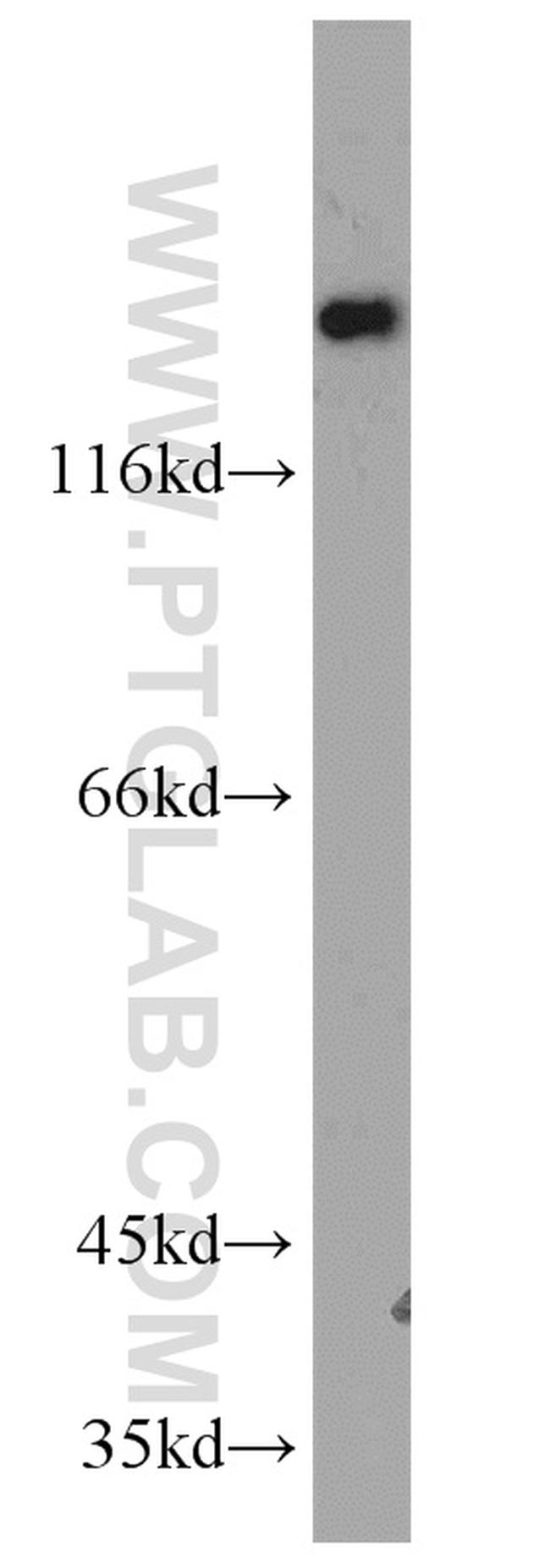 COG1 Antibody in Western Blot (WB)