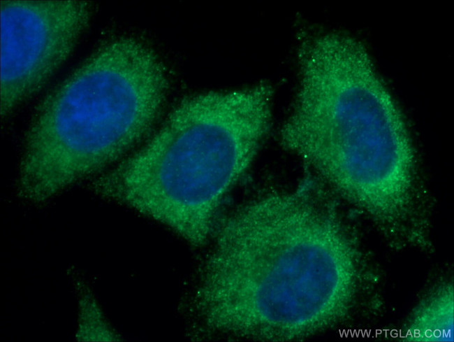 PACT Antibody in Immunocytochemistry (ICC/IF)